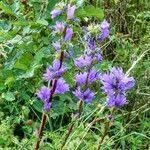 Attēlu rezultāti vaicājumam “Campanula cervicaria flower”