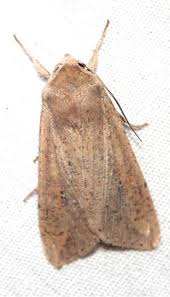 Attēlu rezultāti vaicājumam “Mythimna sp.”