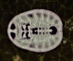 Attēlu rezultāti vaicājumam “Aleurochiton aceris”