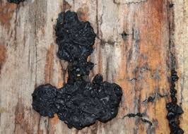 Attēlu rezultāti vaicājumam “Exidia glandulosa”