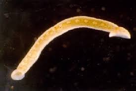 Attēlu rezultāti vaicājumam “Hirudinea”