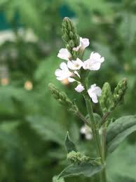 Image result for Verbena officinalis