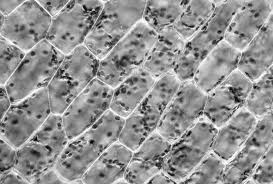 Attēlu rezultāti vaicājumam “Elodea canadensis leaf”