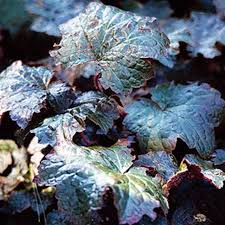Image result for HEUCHERA americana 'Palace Purple Auslese'