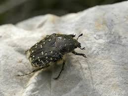 Attēlu rezultāti vaicājumam “Oxythyrea funesta”