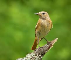 Attēlu rezultāti vaicājumam “Phoenicurus phoenicurus male”