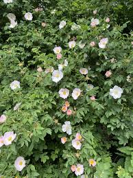 Image result for Rosa canina
