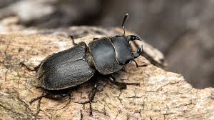 Attēlu rezultāti vaicājumam “Lucanidae”