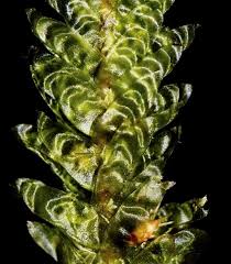 Attēlu rezultāti vaicājumam “Neckera”