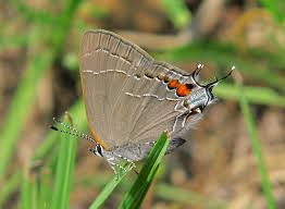 Attēlu rezultāti vaicājumam “Favonius quercus underside”