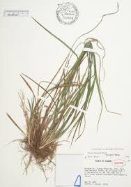 Attēlu rezultāti vaicājumam “Carex digitata fruit”