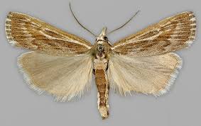 Attēlu rezultāti vaicājumam “Pediasia fascelinella”