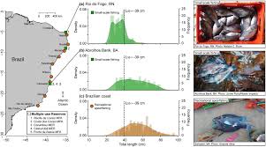 Image result for Scarus trispinosus