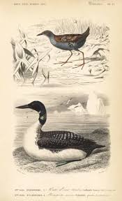 Image result for Porzana pusilla