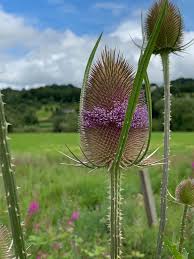Attēlu rezultāti vaicājumam “Dipsacus fullonum fruit”