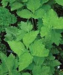 Attēlu rezultāti vaicājumam “Levisticum officinale”