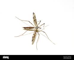 Attēlu rezultāti vaicājumam “Epiphragma ocellare”