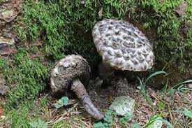 Attēlu rezultāti vaicājumam “Strobilomyces strobilaceus”