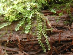 Attēlu rezultāti vaicājumam “Calypogeia suecica”