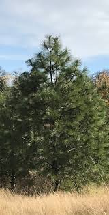 Attēlu rezultāti vaicājumam “Pinus ponderosa”
