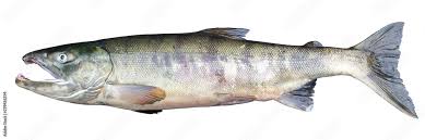 Image result for Oncorhynchus keta