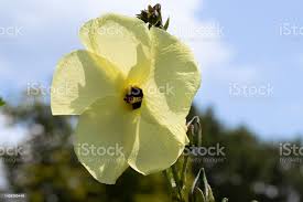 Image result for Abelmoschus moschatus