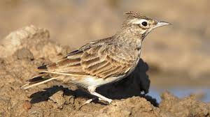 Attēlu rezultāti vaicājumam “Galerida cristata”