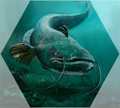 Image result for Silurus glanis