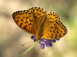 Attēlu rezultāti vaicājumam “Argynnis aglaja”