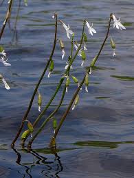 Attēlu rezultāti vaicājumam “Lobelia dortmanna flower”