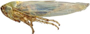 Attēlu rezultāti vaicājumam “Macrosteles sp.”