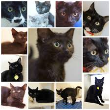 Image result for Black Cat Sac