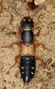 Attēlu rezultāti vaicājumam “Staphylinus erythropterus”