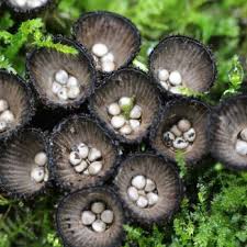 Attēlu rezultāti vaicājumam “Cyathus striatus”