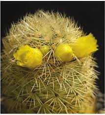 Attēlu rezultāti vaicājumam “Conardia compacta macro”