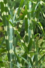 Image result for Miscanthus sinensis Zebrina