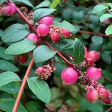 Attēlu rezultāti vaicājumam “Symphoricarpos x chenaultii”