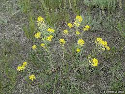 Attēlu rezultāti vaicājumam “Erysimum hieracifolium flower”