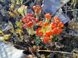 Attēlu rezultāti vaicājumam “Petractis sp.”