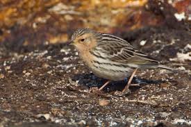 Image result for Anthus cervinus