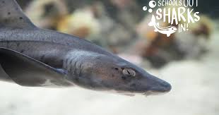 Image result for Triakis megalopterus