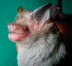 Attēlu rezultāti vaicājumam “Chiroptera”