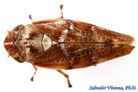 Attēlu rezultāti vaicājumam “Aphrophora salicina”