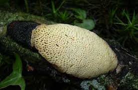 Attēlu rezultāti vaicājumam “Dichomitus campestris”