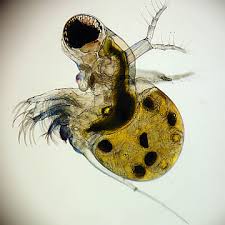 Attēlu rezultāti vaicājumam “Polypogon tentacularius male”