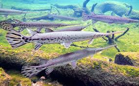 Image result for Lepisosteus osseus