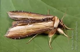 Attēlu rezultāti vaicājumam “Cucullia verbasci”