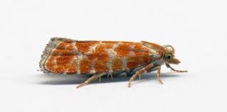 Attēlu rezultāti vaicājumam “Rhyacionia pinicolana”