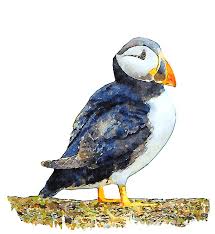 Image result for Fratercula arctica