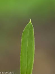 Attēlu rezultāti vaicājumam “Galium schultesii flower”